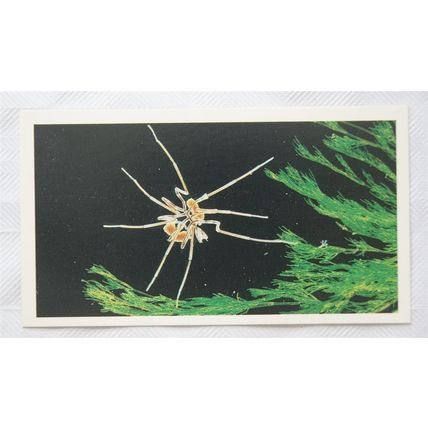 1988 Players Doncella The Living Ocean No. 7 Sea Spider