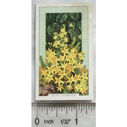 1939 Gallaher's Wild flowers No. 30 Biting Stonecrop