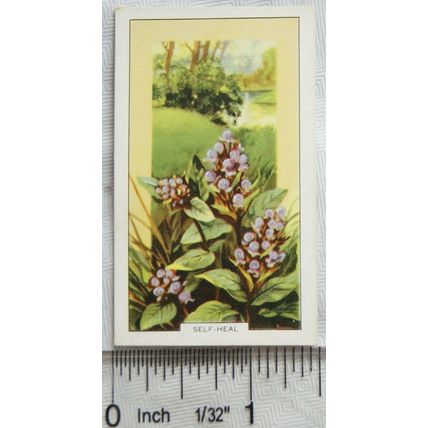 1939 Gallaher's Wild flowers No. 21 Self-heal