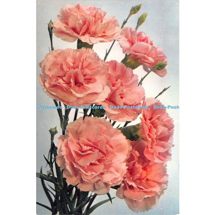 D025222 Carnation. Dixon
