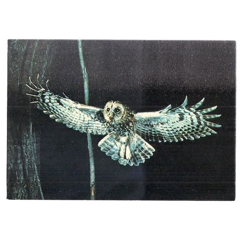 TAWNY OWL...unused postcard animals by J.Arthur Dixon KBP 22945 Collectacard #
