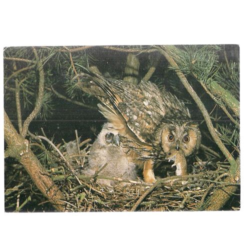 LONG EARED OWL...unused postcard by J.Arthur Dixon KBP 23128 Collectacard =