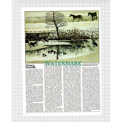 X1024) Tribute To Charles Tunnicliffe Country Artist - 1980 Article
