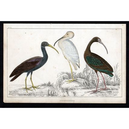 PAPILLATED, WHITE AND METALLIC IBIS 1850 Oliver Goldsmith ANTIQUE ENGRAVING