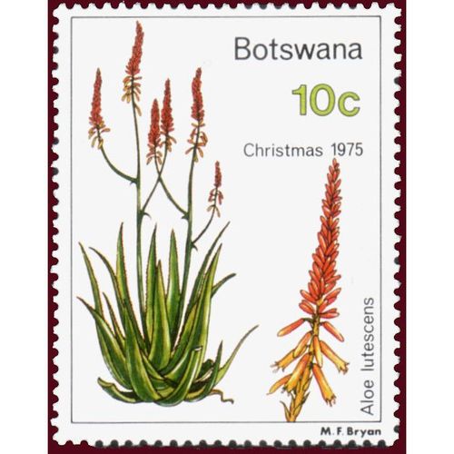 Botswana 1975 Christmas Aloes 10c Lutescens Unmounted Mint NHM SG 355 stamp