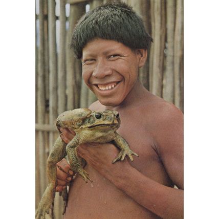 Xingu National Park Kaiopalo Indian With Amazonic Frog Africa Postcard