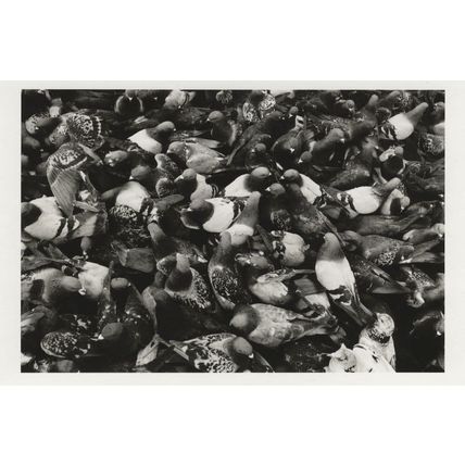 Pigeons Flock Of Hungry Birds at Marble Arch London Postcard