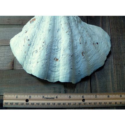 Tridacna Gigas 9" vintage Giant Clam half shell