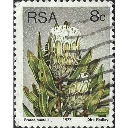 SOUTH AFRICA, FLOWER, Protea mundii, grey 1977, 8c, #4