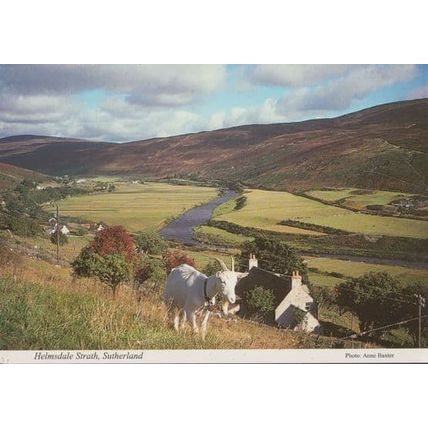Helmsdale Strath Sutherland Goat Scottish Postcard