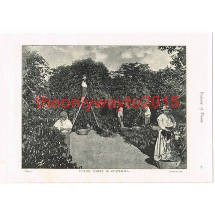 Picking Coffee in Guatemala, Book Illustration (Print), 1895