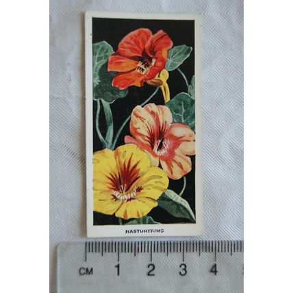 1936 Carreras Flowers No. 33 Nasturtiums