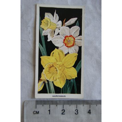 1936 Carreras Flowers No. 34 Narcissus