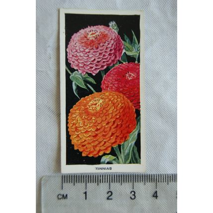 1936 Carreras Flowers No. 35 Zinnias