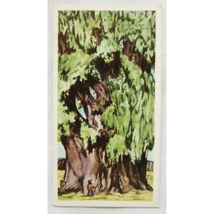 1961 Cooper's Tea card Mysteries & Wonders No. 40 Oldest Living Thing