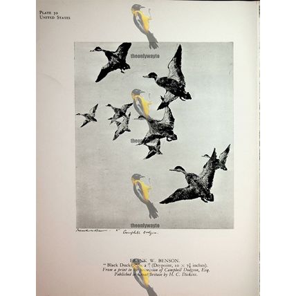 White Horse & Black Ducks No 2, Book Illustration (Print), 1930