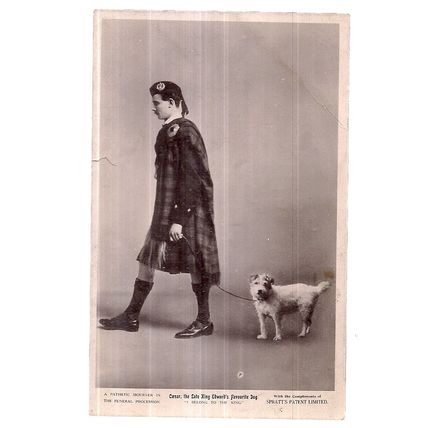 SPRATT'S DOG BISCUITS antique postcard King Edward's favourite dog, 'Caesar' #