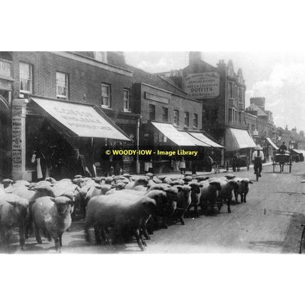 rp13041 - Sheep on the High Street , Watford , Herts - print 6x4