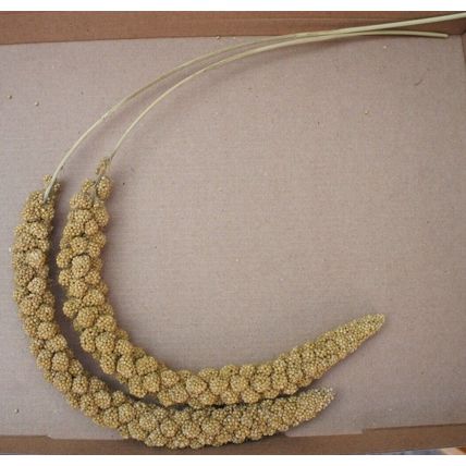 QUALITY BUSHY MILLETS SPRAYS IDEAL FOR CAGE, AVIARY & WILD BIRDS, GERBILS & MICE