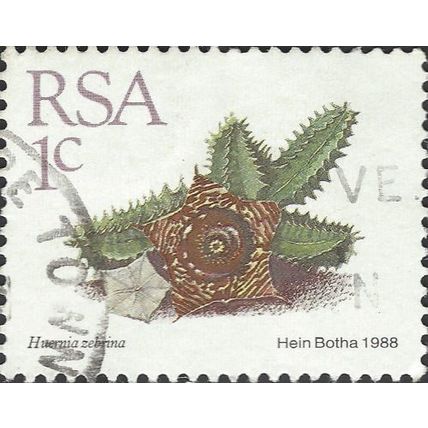 SOUTH AFRICA, SUCCULENT, Huernia zebrina, white 1988, 24mm, #2
