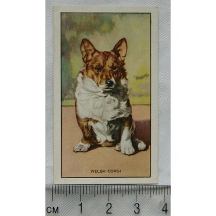 1936 Gallaher Dogs 1st Series No. 42 The Welsh Corgi