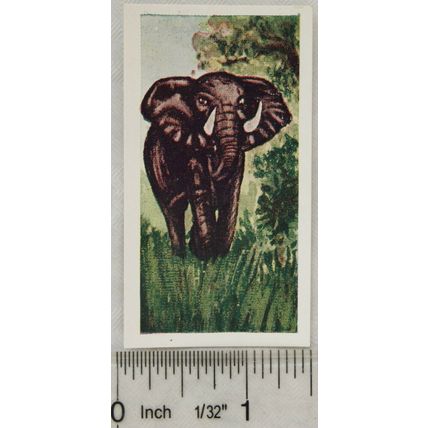 Neilson's Interesting Animals card No. 31 elephant