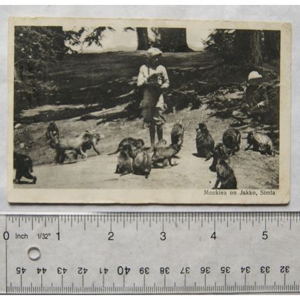 1934 postcard Monkies on Jakko, Simla