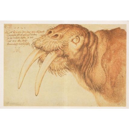 Albrecht Durer Head Of A Walrus Sealife Medieval Painting Postcard