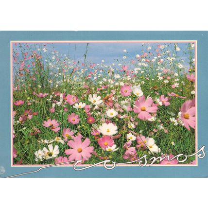 South Africa postcard of Cosmos flowers