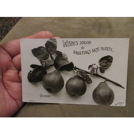 1907 fr Rapid Real photo Greeting Postcard - Quince plant & Fruit