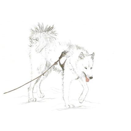 BET.G303/5: The Greenland Dog