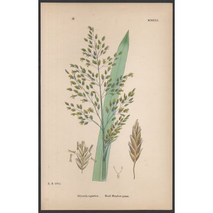 REED MEADOW-GRASS 1872 John Edward Sowerby PLANT PRINT