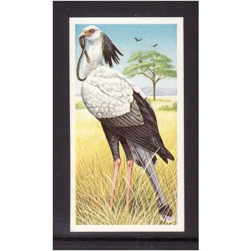 Brook Bond INCREDIBLE CREATURES IN THE AIR SECRETARY BIRD No 33 Mint
