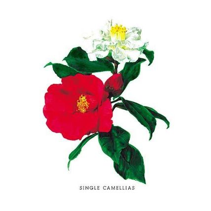 Single Camellias 20 x 30 Poster