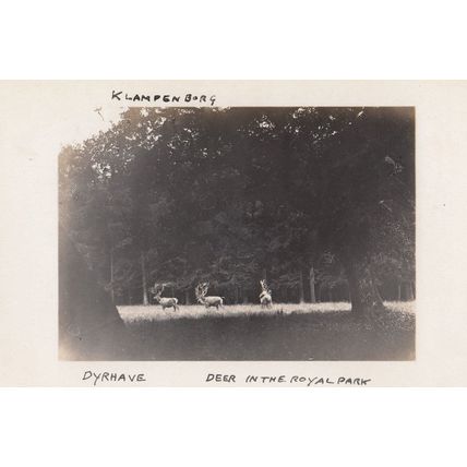 Klampenborg Dyrhave Deer In Park Denmark Old Real Photo Postcard