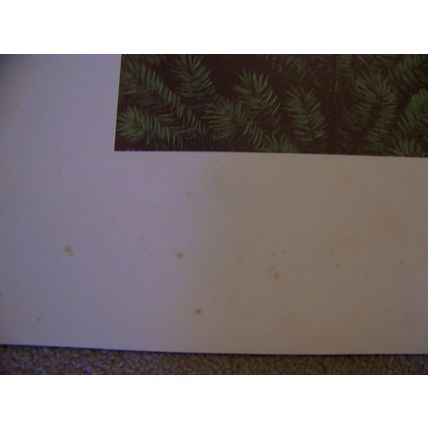 Stan Galli Bobcat & Kittens Print 20 X 22 3/4 Weyerhaueser Wildlife 1960'S