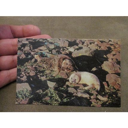 J Salmon Postcard - Grey Seals - Nature interest