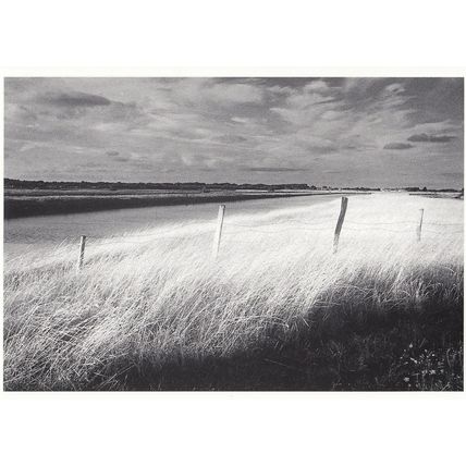 t85 Ile De Re French Electric Fence Farm Field Philippe Pache Postcard