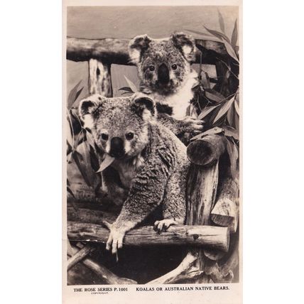 Koala Bear Australia Rare Rose Series Old RPC Postcard