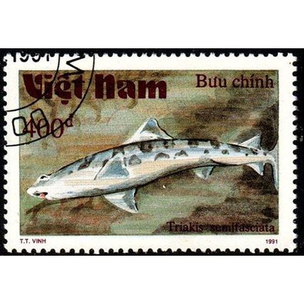 Vietnam 1991 Marine Life Fish 400d Used Stamp Shark