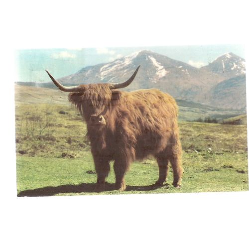 A MONARCH OF THE GLEN, a Highland cow steer. used vintage postcard cattle 1971 =
