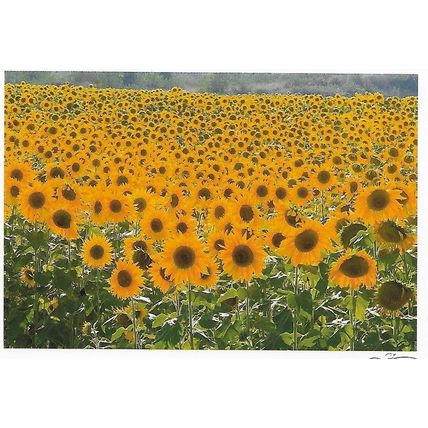9199: Full suns