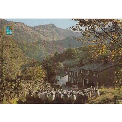 Driving Sheep Seatoiler Borrowdale Cumbria Postcard