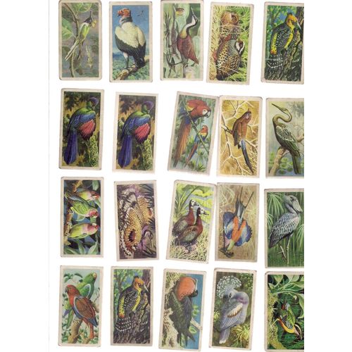 24 x TROPICAL BIRDS tea cards by Brooke Bond Tea as seen =