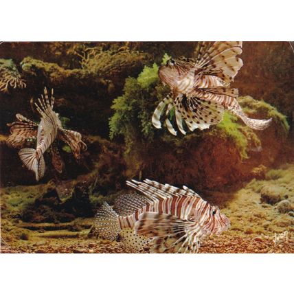 Rascasse Volante Musee Oceanographique de Monaco RP Postcard unused VGC
