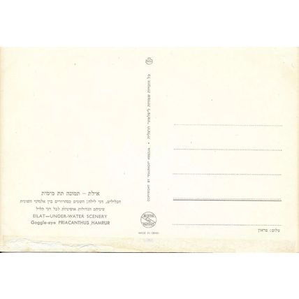 PRIACANTHUS HAMRUR - GOGGLE EYE - POSTCARD