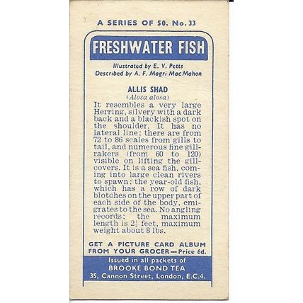 Freshwater Fish 1960 Brooke Bond Tea Card 33 - Allis Shad