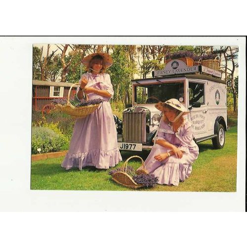 Advertising JERSEY LAVENDER Postcard by Beric Tempest