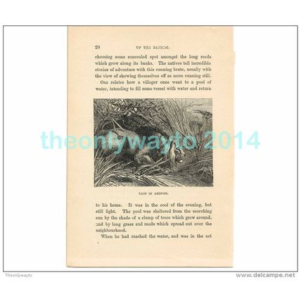 LION IN AMBUSH, AFRICA, Book Illustration, c1883