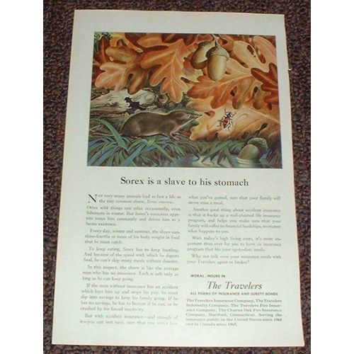 1948 Travelers Insurance, Common Shrew Sorex NICE!!